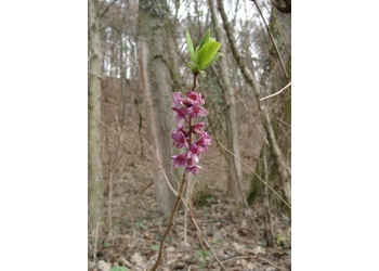 Echter Seidelbast (Daphne mezereum) - © Emanuel Trummer